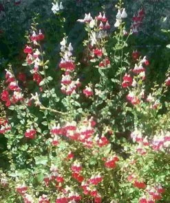 Future Forests Salvia Hot Lips More