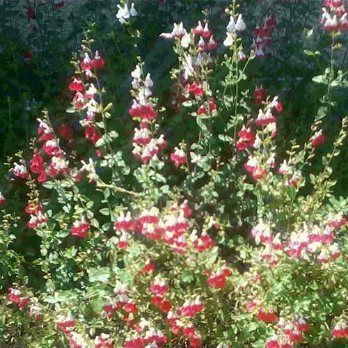 Future Forests Salvia Hot Lips More 3 Future Forests Salvia Hot Lips More