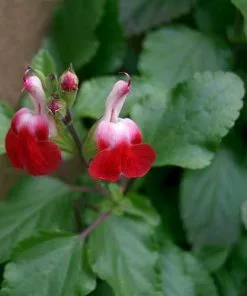 Future Forests Salvia Hot Lips More