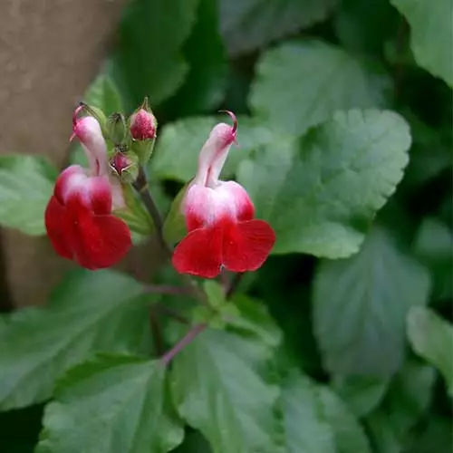 Future Forests Salvia Hot Lips More 4 Future Forests Salvia Hot Lips More