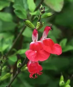 Future Forests Salvia Hot Lips More 8 Future Forests Salvia Hot Lips More