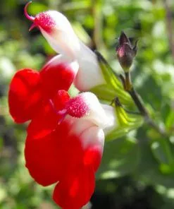 Future Forests Salvia Hot Lips More 9 Future Forests Salvia Hot Lips More