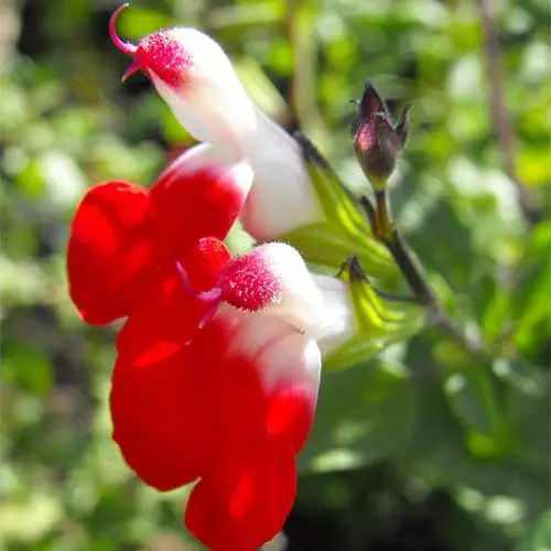 Future Forests Salvia Hot Lips More 6 Future Forests Salvia Hot Lips More