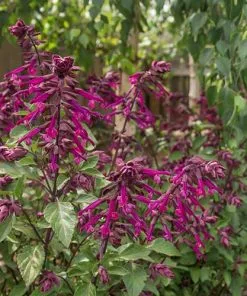 Future Forests Salvia Love And Wishes More