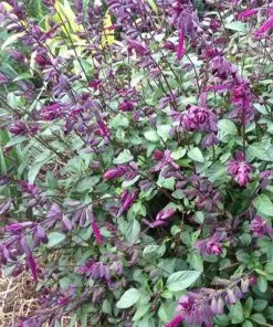 Future Forests Salvia Love And Wishes More