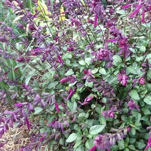 Future Forests Salvia Love And Wishes More 4 Future Forests Salvia Love And Wishes More