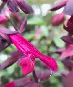 Future Forests Salvia Love And Wishes More 8 Future Forests Salvia Love And Wishes More