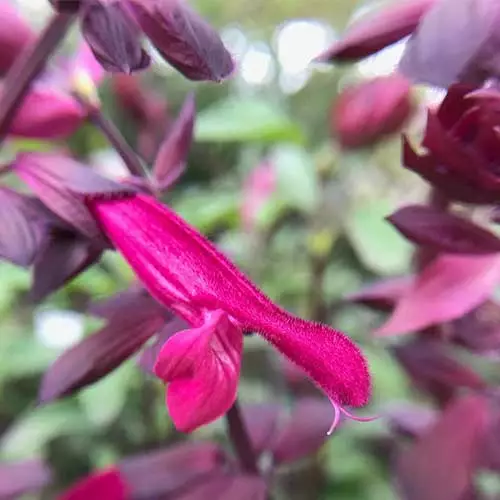 Future Forests Salvia Love And Wishes More 5 Future Forests Salvia Love And Wishes More