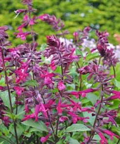 Future Forests Salvia Love And Wishes More 9 Future Forests Salvia Love And Wishes More