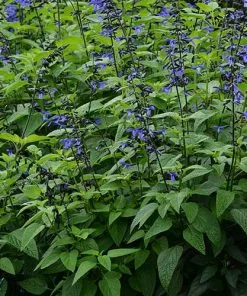 Future Forests Salvia Guaranitica Black And Bloom More