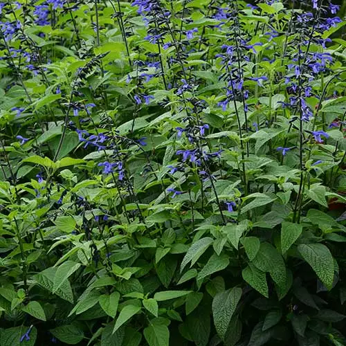 Future Forests Salvia Guaranitica Black And Bloom More 4 Future Forests Salvia Guaranitica Black And Bloom More