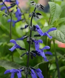 Future Forests Salvia Guaranitica Black And Bloom More 8 Future Forests Salvia Guaranitica Black And Bloom More