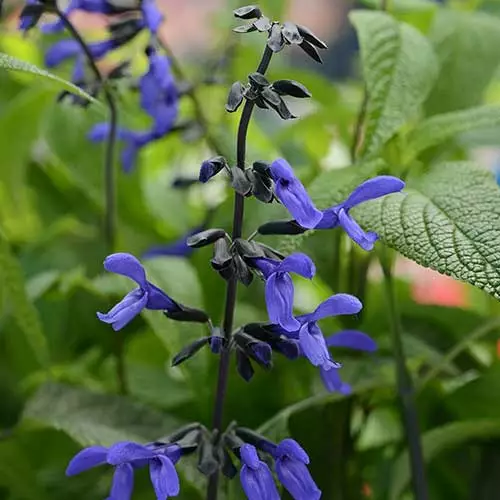 Future Forests Salvia Guaranitica Black And Bloom More 5 Future Forests Salvia Guaranitica Black And Bloom More
