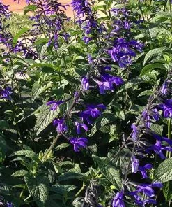 Future Forests Salvia Guaranitica Black And Bloom More 9 Future Forests Salvia Guaranitica Black And Bloom More
