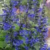 Future Forests Salvia Guaranitica Black And Bloom More 2 Future Forests Salvia Guaranitica Black And Bloom More