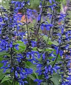 Future Forests Salvia Guaranitica Black And Bloom More