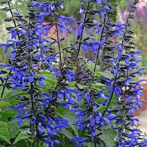 Future Forests Salvia Guaranitica Black And Bloom More 3 Future Forests Salvia Guaranitica Black And Bloom More