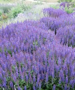 Future Forests More Salvia Nemorosa Ostfriesland