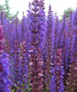 Future Forests More Salvia Nemorosa Ostfriesland 7 Future Forests More Salvia Nemorosa Ostfriesland