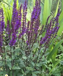 Future Forests More Salvia Nemorosa Ostfriesland 8 Future Forests More Salvia Nemorosa Ostfriesland
