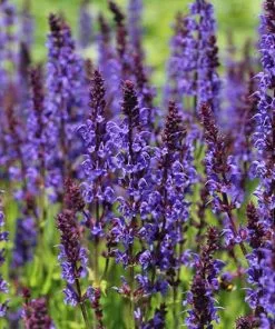 Future Forests More Salvia Nemorosa Ostfriesland 9 Future Forests More Salvia Nemorosa Ostfriesland