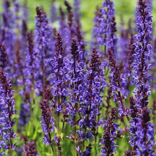 Future Forests More Salvia Nemorosa Ostfriesland 6 Future Forests More Salvia Nemorosa Ostfriesland