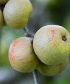 Future Forests Apple Sam Young Fruit