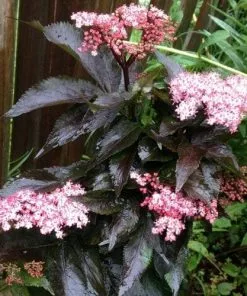 Future Forests Sambucus Nigra Black Tower