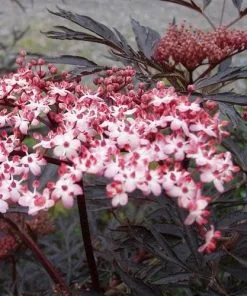 Future Forests Sambucus Nigra Black Tower