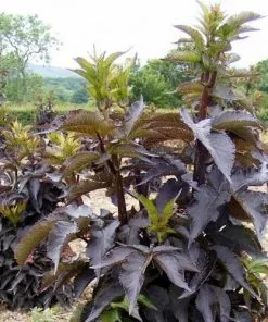 Future Forests Sambucus Nigra Black Tower