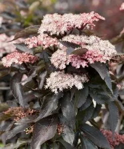 Future Forests Sambucus Nigra Black Tower