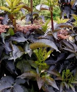 Future Forests Sambucus Nigra Black Tower