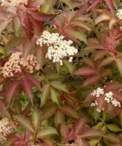 Future Forests Shrubs Sambucus Nigra Serenade