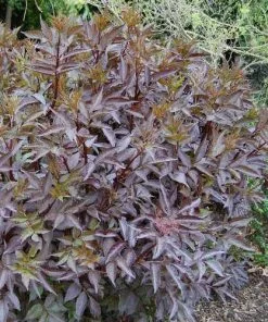 Future Forests Shrubs Sambucus Nigra Black Beauty (Gerda)