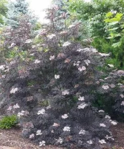 Future Forests Shrubs Sambucus Nigra Black Beauty (Gerda)