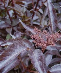 Future Forests Shrubs Sambucus Nigra Black Beauty (Gerda)