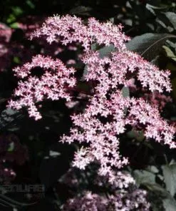 Future Forests Shrubs Sambucus Nigra Black Beauty (Gerda)