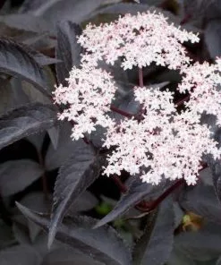 Future Forests Shrubs Sambucus Nigra Black Beauty (Gerda)