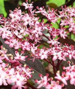 Future Forests Shrubs Sambucus Nigra Black Beauty (Gerda)
