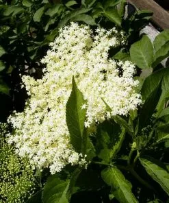 Future Forests Permaculture Hedge Mix Sambucus Nigra - Elder