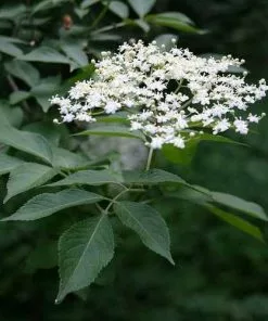 Future Forests Permaculture Hedge Mix Sambucus Nigra - Elder