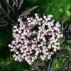 Future Forests Sambucus Nigra Black Lace (Eva) Shrubs