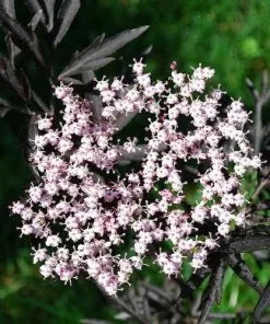 Future Forests Sambucus Nigra Black Lace (Eva) Shrubs