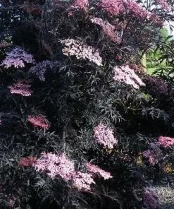 Future Forests Sambucus Nigra Black Lace (Eva) Shrubs