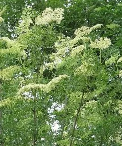 Future Forests Sambucus Nigra Laciniata Shrubs