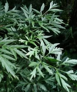 Future Forests Sambucus Nigra Laciniata Shrubs