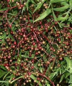 Future Forests Sambucus Nigra Laciniata Shrubs