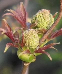 Future Forests Sambucus Racemosa Plumosa Aurea Shrubs