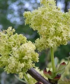 Future Forests Sambucus Racemosa Plumosa Aurea Shrubs