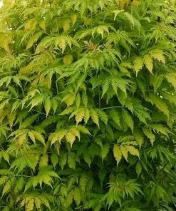 Future Forests Sambucus Racemosa Plumosa Aurea Shrubs